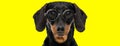 Cute teckel dachshund dog with big eyes wearing glasses Royalty Free Stock Photo