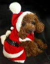 Cute Tecup Poodle Dressed as Santa Royalty Free Stock Photo