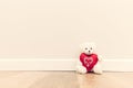 Cute teddy bear with big red plush heart. Sitting on wooden floor against white wall. Royalty Free Stock Photo