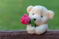 Cute teddy bear clutching a red rose in its arms on wooden background, copy space.