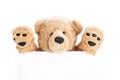Cute teddy bear holding blank board Royalty Free Stock Photo