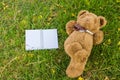 A cute teddy bear. Royalty Free Stock Photo