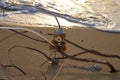 Teddy bear toy during golden hour perched on fallen tree branch Royalty Free Stock Photo