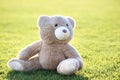 Cute teddy bear toy sitting on green grass in summer Royalty Free Stock Photo