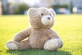 Cute teddy bear toy sitting on green grass in summer Royalty Free Stock Photo