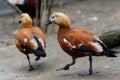 Cute terracotta color two ducks Royalty Free Stock Photo