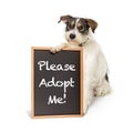 Terrier Dog Holding Adopt Me Sign