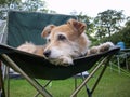 Cute terrier dog on chair Royalty Free Stock Photo