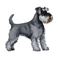 Cute Terrier dog isolated on a white background