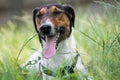 Cute terrier dog lying in grass