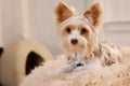 Cute terrier dog sits on a couch relaxing