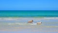 Dogs playing in shallows along golden sandy beach.