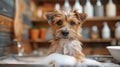 Cute terrier in grooming salon