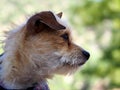 An alert terrier looking to the side