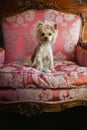 Cute terrier in pink vintage chair Royalty Free Stock Photo