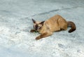 A cute thai cat, call siamese cat looking at the camera make a sleepy face with cement floor background, selective focus.