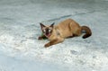 A cute thai cat, call siamese cat looking at the camera and show Pink tongue with cement floor background, selective focus.