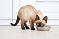 Cute Thai cat eating food from bowl at home Royalty Free Stock Photo