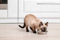 Cute Thai cat eating food from bowl at home Royalty Free Stock Photo
