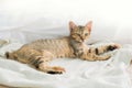 cute Thai cat Sleeping on the bed Royalty Free Stock Photo