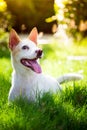 The cute thai dog in the garden Royalty Free Stock Photo