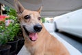 Cute thai dog ridgeback sweet eyes Royalty Free Stock Photo