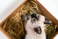 Cute Thai kitten hiding in box basket. Purebred 2 month old Siamese cat with blue almond shaped eyes on box basket background. Royalty Free Stock Photo