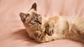 A cute Thai tabby kitten is lying on the bed on a soft pink blanket and playing with a ball of hemp rope, holding it in its paws. Royalty Free Stock Photo