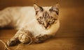 A cute Thai tabby kitten is lying on the wooden floor and playing with a ball of wool thread. Pets and household items Royalty Free Stock Photo