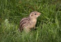 Cute Thirteen-Lined Ground Squirrel on Green Grass Royalty Free Stock Photo