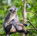 Cute Thomas Langur sits on a branch on a background of leaves Singapore