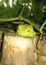 Cute and thoughtful looking green frog, sits on a tree stump in the garden. Wagaman, Darwin, NT Australia. Royalty Free Stock Photo