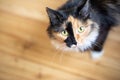 Cute three-color orange-black-and-white young cat standing on wooden floor and looking at camera. Royalty Free Stock Photo