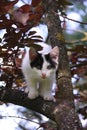 Cute three colored kitten climbing on the tree