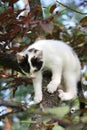 Cute three colored kitten climbing on the tree