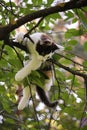 Cute three colored kitten climbing on the tree