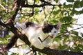 Cute three colored kitten gnawing on tree branch Royalty Free Stock Photo