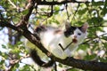 Cute three colored kitten gnawing on tree branch Royalty Free Stock Photo