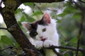 Cute three colored kitten gnawing on tree branch