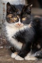 A cute, three-colored stray kitten sits on a sidewalk tile on a sunny autumn day. Royalty Free Stock Photo