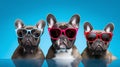 A Close up of Three French bulldog group with summer sunglasses in Blue Backdrop Studio - Pet Portrait,