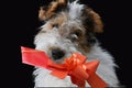 Three and a half month old fox terrier with gift in his snout