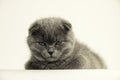 Cute three month old British Shorthair kitten with blue eyescat eyes on a white background