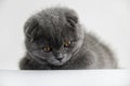 Cute three month old British Shorthair kitten with blue-orange eyescat eyes on a white background