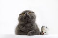 Cute three month old British Shorthair kitten with orange eyes and a toy mouse