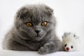 Cute three month old British Shorthair kitten with orange eyes and a toy mouse