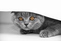 Cute three month old British Shorthair kitten with orange eyes and a toy mouse