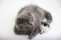 Cute three month old British Shorthair kitten with orange eyes and a toy mouse