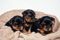 Cute three pupies yorkshire terrier Royalty Free Stock Photo