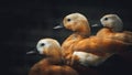 Cute three red holland duck stand together looking in the same direction in the cage Royalty Free Stock Photo